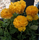 Jaloleinikki F1 'Bloomingdale II Golden Yellow Shades', Varhain keväällä kukkiva, lämpimän oranssinkeltaiset kukat tukevassa varressa.
