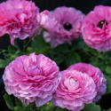 Jaloleinikki F1 'Bloomingdale II Pink Shades', Punaisen ja vaaleanpunaisen sävyisiä kukkia tukevissa varsissa.