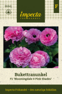 Jaloleinikki F1 'Bloomingdale II Pink Shades', Punaisen ja vaaleanpunaisen sävyisiä kukkia tukevissa varsissa.
