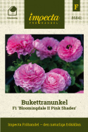 Jaloleinikki F1 'Bloomingdale II Pink Shades', Punaisen ja vaaleanpunaisen sävyisiä kukkia tukevissa varsissa.