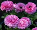 Jaloleinikki F1 'Bloomingdale II Pink Shades', Punaisen ja vaaleanpunaisen sävyisiä kukkia tukevissa varsissa.