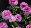 Jaloleinikki F1 'Bloomingdale II Pink Shades', Punaisen ja vaaleanpunaisen sävyisiä kukkia tukevissa varsissa.
