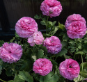 Jaloleinikki F1 'Bloomingdale II Pink Shades', Punaisen ja vaaleanpunaisen sävyisiä kukkia tukevissa varsissa.