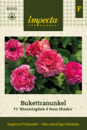 Jaloleinikki F1 'Bloomingdale II Rose Shades', Varhaista kevään kukkaloistoa. Vadelmanpunaisen sävyisiä kukkia tukevissa varsissa.