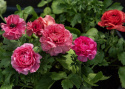 Jaloleinikki F1 'Bloomingdale II Rose Shades', Varhaista kevään kukkaloistoa. Vadelmanpunaisen sävyisiä kukkia tukevissa varsissa.