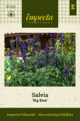 Salvia 'Big Blue'