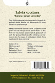Punasalvia 'Summer Jewel Lavender'