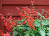 Punasalvia 'Summer Jewel Red'