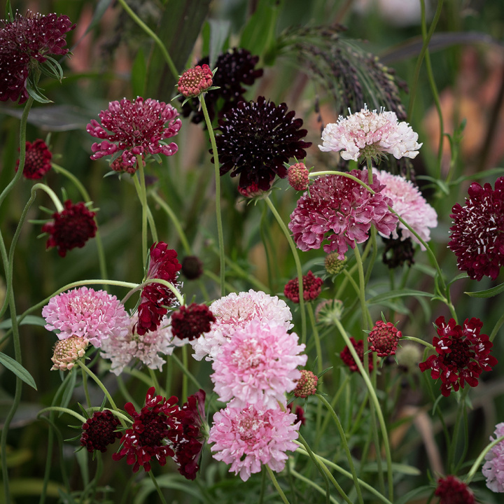 Koreatörmäkukka 'Summer Fruits', Hyvältä tuoksuvat, vadelman vaaleanpunaiset, kirsikanpunaiset ja tummanvioletit kukat.