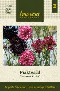 Koreatörmäkukka 'Summer Fruits', Hyvältä tuoksuvat, vadelman vaaleanpunaiset, kirsikanpunaiset ja tummanvioletit kukat.