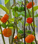 Punainen Munakoiso ''Pumpkin On-A-Stick'', Erikoinen munakoiso, oranssi-punaiset