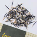Isosamettikukka 'Sugar & Spice White', matala, yhtenäinen pensas, jossa on suuret, kermanvalkoiset kerrotut kukat.