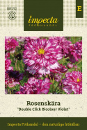 Punakosmoskukka ''Double Click Bicolour Violet'', Hurmaavia kaksivärisiä kukkia valkoisena ja ruusunviolettina.