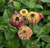 Isotsinnia 'Queeny Lime Red'