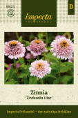 Isotsinnia 'Zinderella Lilac'