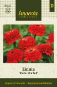 Tsinnia 'Zinderella Red'