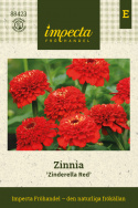 Tsinnia 'Zinderella Red', loistavan kirkkaanpunaiset kukat, joissa on selkeä, kohotettu keskikruunu.