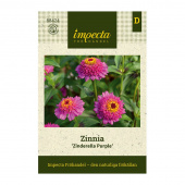 Isotsinnia 'Zinderella Purple'