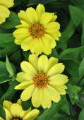 Loistotsinnia 'Zahara Yellow'