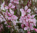 Sirokesäkynttilä 'Emmeline Pink Bouquet', Pitsimäiset, 2-3 cm:n pituiset, hennot, kirsikanvaaleanpunaiset ja omenankukan väriset kukat.