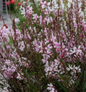 Sirokesäkynttilä 'Emmeline Pink Bouquet', Pitsimäiset, 2-3 cm:n pituiset, hennot, kirsikanvaaleanpunaiset ja omenankukan väriset kukat.