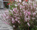 Sirokesäkynttilä 'Emmeline Pink Bouquet', Pitsimäiset, 2-3 cm:n pituiset, hennot, kirsikanvaaleanpunaiset ja omenankukan väriset kukat.