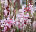 Sirokesäkynttilä 'Emmeline Pink Bouquet', Pitsimäiset, 2-3 cm:n pituiset, hennot, kirsikanvaaleanpunaiset ja omenankukan väriset kukat.