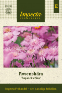 Punakosmoskukka 'Popsocks Pink', Vaaleanpunaisia, kerrannaisia sekä yksinkertaisia kukkia keltaisella keskustalla.