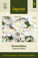 Punakosmoskukka ''Popsocks White'', Lumivalkoisia, kerrannaisia sekä yksinkertaisia kukkia keltaisella keskustalla.