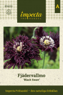 Unikko 'Black Swan', Suuret, tummanvioletit kukat, joissa tiheät, hapsuiset terälehdet.