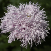 Oopiumunikko 'Lilac Pompom'