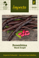Ruusupapu 'Black Knight', Koristeellinen ja nopeasti kasvava. Vahvat purppuranmustat palot, joissa vaaleanpunaisia papuja.