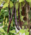 Ruusupapu 'Black Knight', Koristeellinen ja nopeasti kasvava. Vahvat purppuranmustat palot, joissa vaaleanpunaisia papuja.