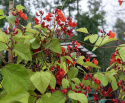 Ruusupapu 'Black Knight', Koristeellinen ja nopeasti kasvava. Vahvat purppuranmustat palot, joissa vaaleanpunaisia papuja.