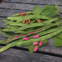 Ruusupapu ''Prizegewinner'', Punakukkainen, erittäin pitkät, täyteläiset palot.