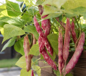 Borlottipapu 'Coco nain rose d'Eyragues', Kauniin punamarmoriset, noin 10-15 cm pitkät palot, joissa on nättejä, punatäpläisiä, valkoisia papuja.