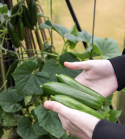 Kasvihuonekurkku F1 'Ayda', (itsepölyttyvä) kasvihuonekurkku. Tummanvihreät, noin 8-10 cm pitkät hedelmät