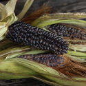 Maissi 'Negrocine', Popcorn-maissi. Pienet, pulleat, noin 10 cm pitkät tähkät.