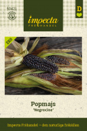 Maissi 'Negrocine', Popcorn-maissi. Pienet, pulleat, noin 10 cm pitkät tähkät.