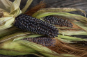 Maissi 'Negrocine', Popcorn-maissi. Pienet, pulleat, noin 10 cm pitkät tähkät.