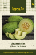 Talvimeloni 'Piñonet Piel de Sapo', Soikeat, uurteiset, hieman karkeat hedelmät noin 1-2 kg.