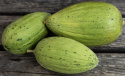Talvimeloni 'Piñonet Piel de Sapo', Soikeat, uurteiset, hieman karkeat hedelmät noin 1-2 kg.