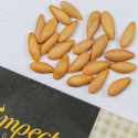 Talvimeloni 'Piñonet Piel de Sapo', Soikeat, uurteiset, hieman karkeat hedelmät noin 1-2 kg.