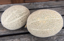 Verkkomeloni 'Hale's Best Jumbo', Tummanvihreät, soikeat hedelmät, koristeellisen, valkoisen verkkokuvion peitossa, paino noin 1-1,5 kg.