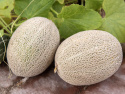Verkkomeloni 'Hale's Best Jumbo', Tummanvihreät, soikeat hedelmät, koristeellisen, valkoisen verkkokuvion peitossa, paino noin 1-1,5 kg.