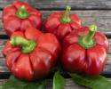 Paprika 'Loran', Kauniit, litteänpyöreät ja uurteiset hedelmät. Kypsyy vihreänviolettisesta syvänpunaiseen.