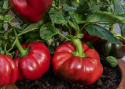 Paprika 'Loran', Kauniit, litteänpyöreät ja uurteiset hedelmät. Kypsyy vihreänviolettisesta syvänpunaiseen.