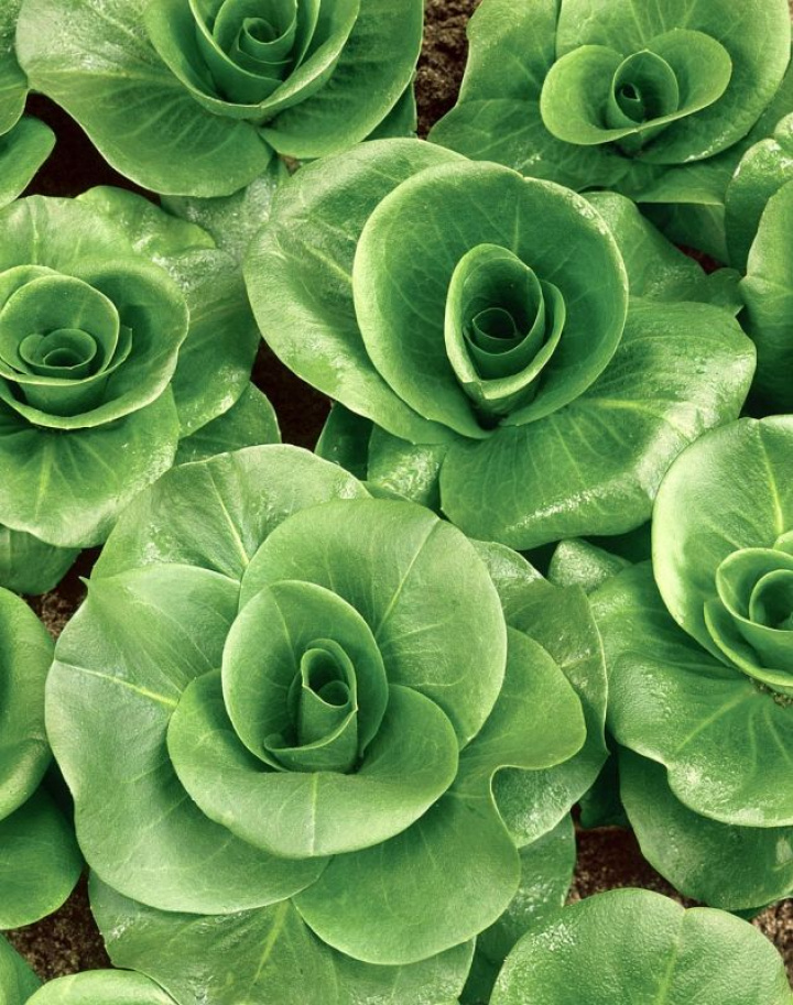 Salaattisikuri ''Grumola Verde'', Pitkät, kapeat lehdet. Ne sopivat erinomaisest
