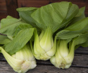 Pak Choi ''Green Stem'', Aasialainen lehtivihannes, jolla on suuret.