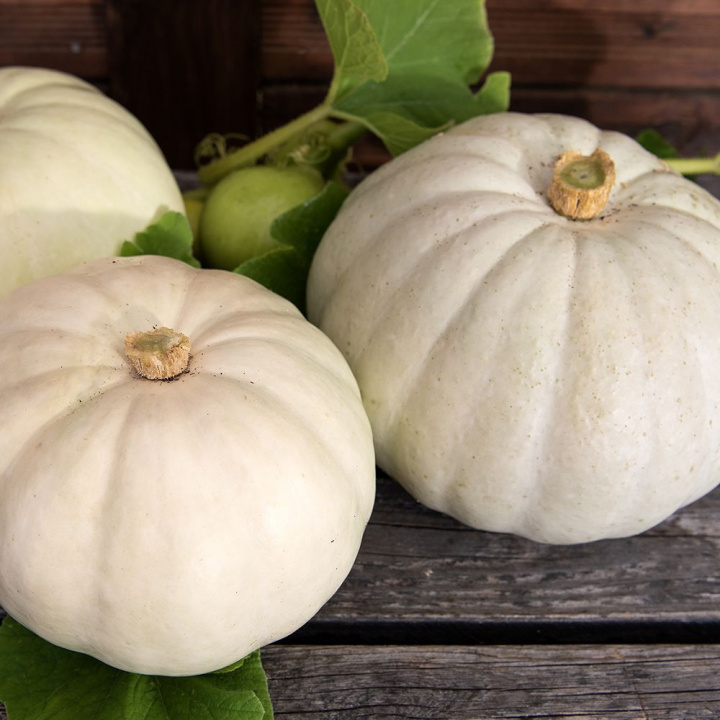 Jättikurpitsa 'Valenciano', vaaleansiniharmaat tai liidunvalkoiset, litteänpyöreät, hieman uurteiset hedelmät noin 4-5 kg.